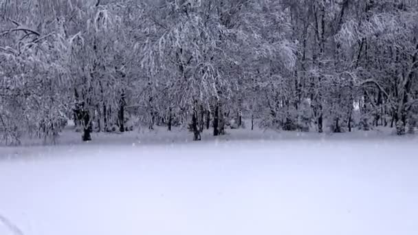 Fallande snö i en vinterpark med snötäckta träd — Stockvideo