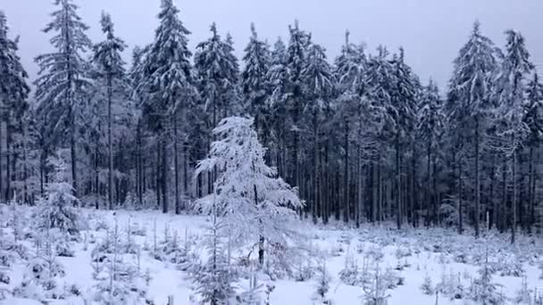 Fallande snö i en vinterpark med snötäckta träd — Stockvideo