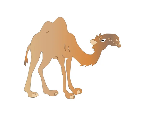 Karikatur Kamel isoliert auf weißem Hintergrund, Vektorillustration — Stockvektor