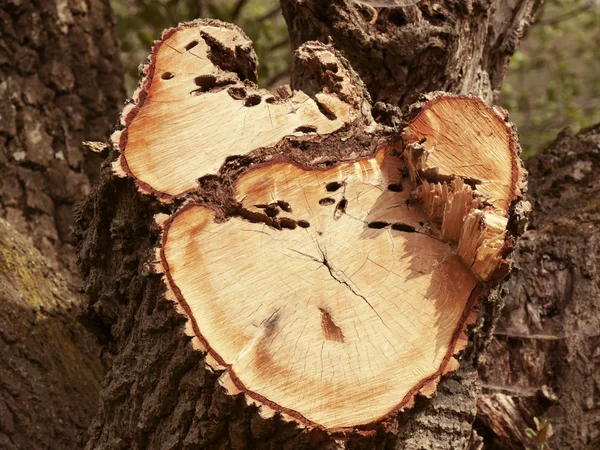 Stomp van de boom van de romp met jaarlijkse ringen — Stockfoto