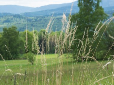 Dağ manzarası ile yeşil yaz çim çayır yakın çekim