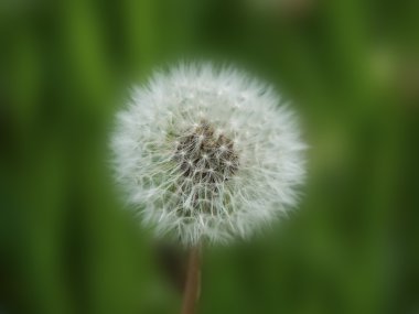 Karahindiba tohumları taze yeşil zemin üzerine sabah ışığında