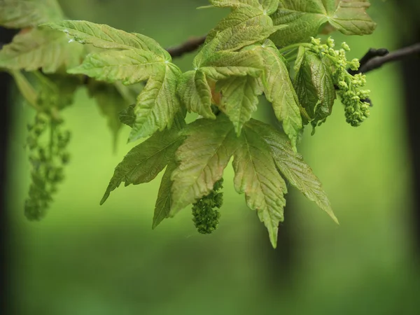 Hermosa hoja verde con follaje sobre fondo verde — Foto de Stock