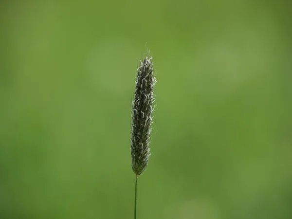 brown flower on green background