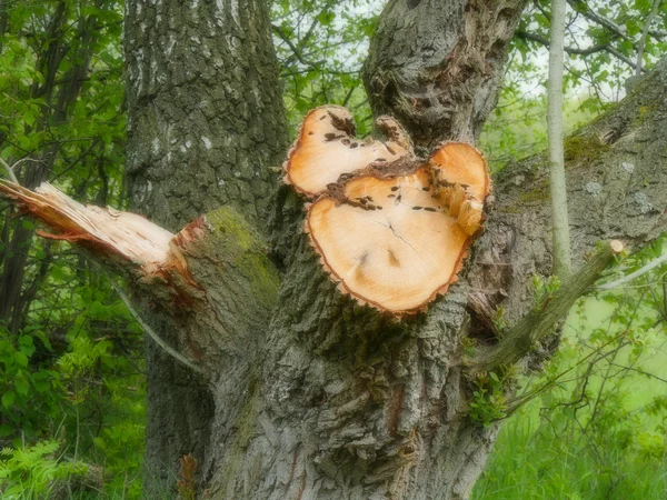 Souche d'arbre du tronc avec anneaux annuels — Photo