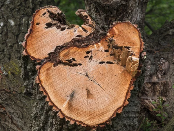 Ceppo d'albero del tronco con anelli annuali — Foto Stock