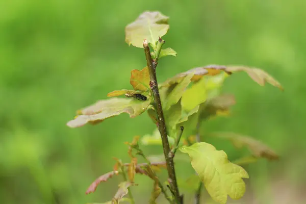 Hermosa hoja verde con follaje sobre fondo verde — Foto de Stock