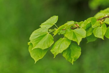 Güzel yeşil yaprak yeşillik yeşil zemin üzerine ile