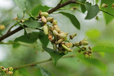 Ağaç üzerinde büyüyen genç lahanası