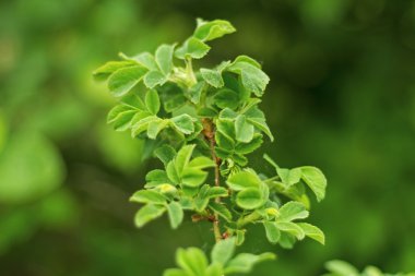 Güzel yeşil yaprak yeşillik yeşil zemin üzerine ile