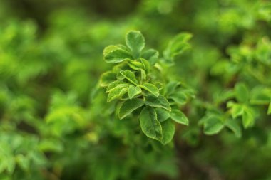 Güzel yeşil yaprak yeşillik yeşil zemin üzerine ile