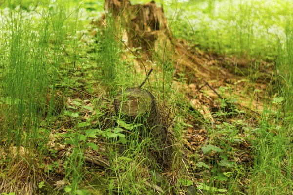 Souche d'arbre sur l'herbe verte — Photo