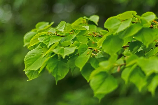 Hermosa hoja verde con follaje sobre fondo verde — Foto de Stock