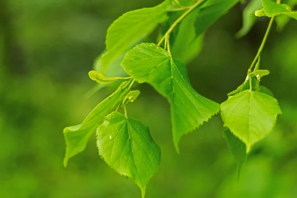 Hermosa hoja verde con follaje sobre fondo verde — Foto de Stock