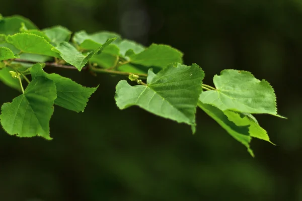 Hermosa hoja verde con follaje sobre fondo verde oscuro — Foto de Stock