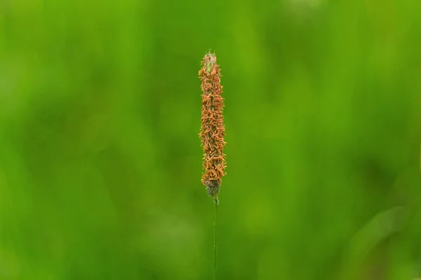 Hnědá květina na zeleném pozadí — Stock fotografie