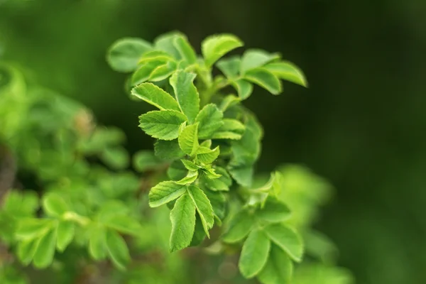Schönes grünes Blatt mit Laub auf grünem Hintergrund — Stockfoto