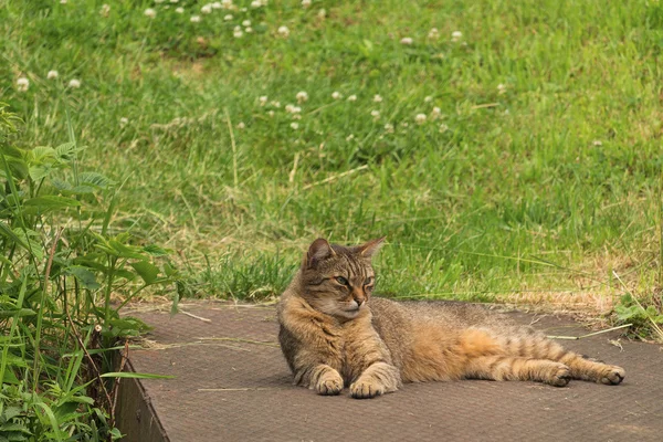 Cat in the green grass in summer. Beautiful cat with green eyes in nature