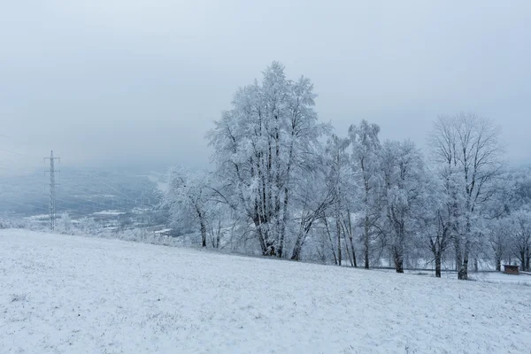 Árboles de invierno cubiertos de nieve fresca en las montañas — Foto de Stock