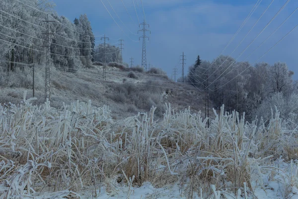 Plantas de inverno cobertas de neve fresca nas montanhas — Fotografia de Stock