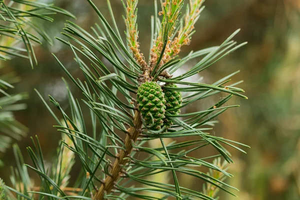 Alguns cones de abeto pendurados nos ramos — Fotografia de Stock