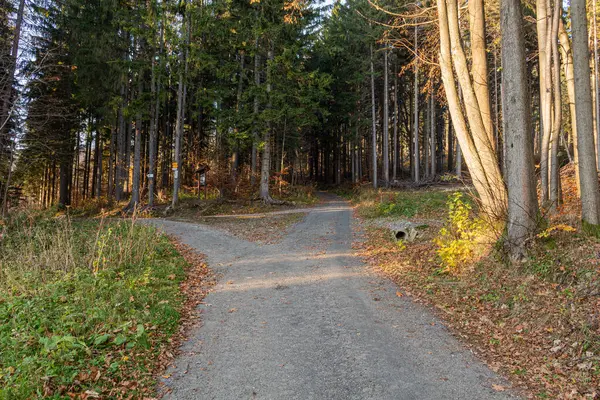 Lesní Cesta Západu Slunce Lane Běží Podzimním Listnatým Lesem Úsvitu — Stock fotografie