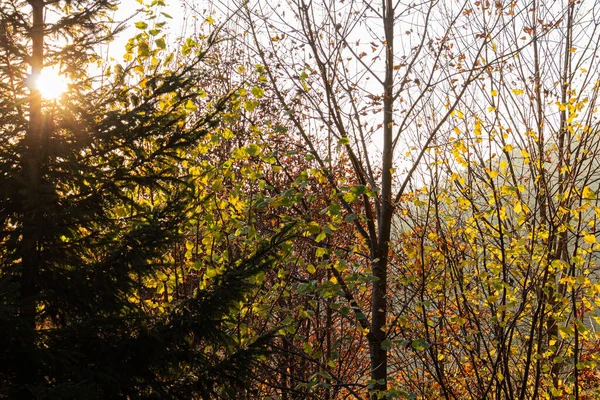 Forest. Jungle background. Tropical rain forest with green trees, bushes and foliage. Outdoor hike road