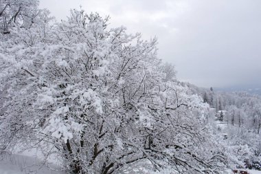 Dağlardaki kış ağaçları taze karla kaplıdır.