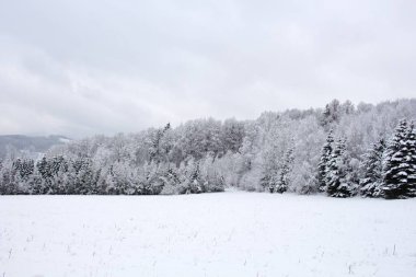 Dağlarda kar fırtınası. Güneşli bir kış sabahında bulutlu ve sisli sihirli bir manzara. Karla kaplı bir çayırda sisli ağaçlar. Soğuk hava