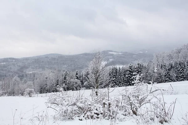 Nadert Sneeuwstorm Berglandschap Sparren Bomen Besneeuwde Weide Slechte Weersomstandigheden Winter — Stockfoto