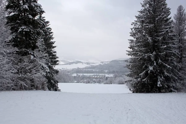 Träd Rimfrost Snötäckt Kulle Saga Vinter Bergslandskap Dimmigt Väder Solig — Stockfoto