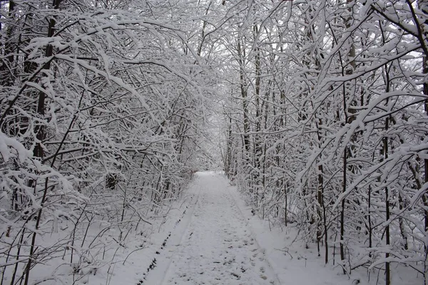 Countryside road through winter field with forest on a horizon