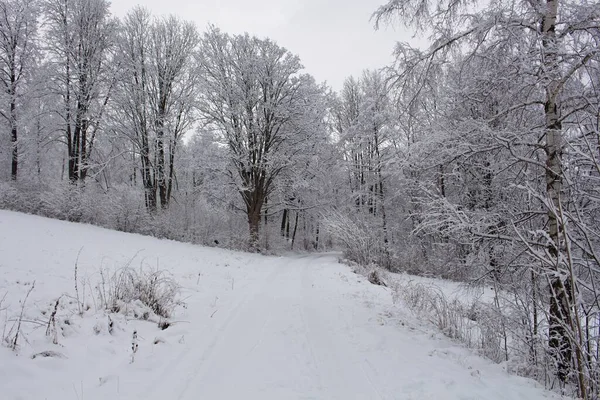 Wiejska Droga Przez Pole Zimowe Lasem Horyzoncie — Zdjęcie stockowe