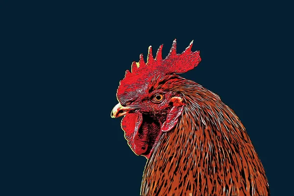 Portret Przerażającego Koguta Jasnym Kolorze Free Range Cock Kury Farmie — Zdjęcie stockowe