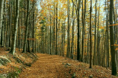 Yumuşak bahar güneşinin aydınlattığı dar yol. Orman bahar doğası. Bahar ormanı orman ağaçları ile doğal manzara