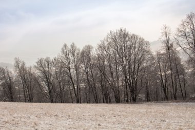 Karla kaplı ağaçlarla kaplı kış manzarası