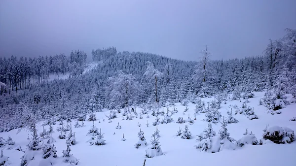 Ομιχλώδες χειμερινό τοπίο με έλατα — Φωτογραφία Αρχείου