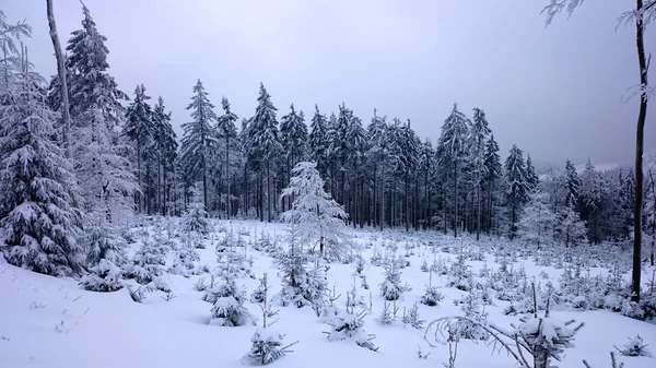 Sıcaklık ile sisli kış manzarası — Stok fotoğraf