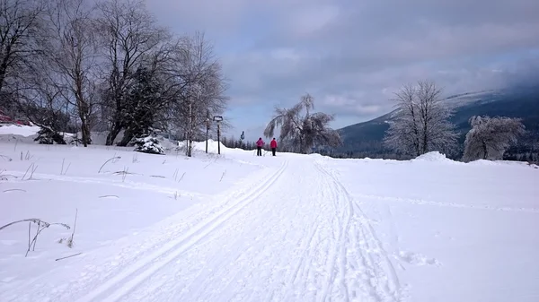 Kış manzarası - orman yol — Stok fotoğraf