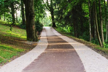 Yazın güzel yeşil orman