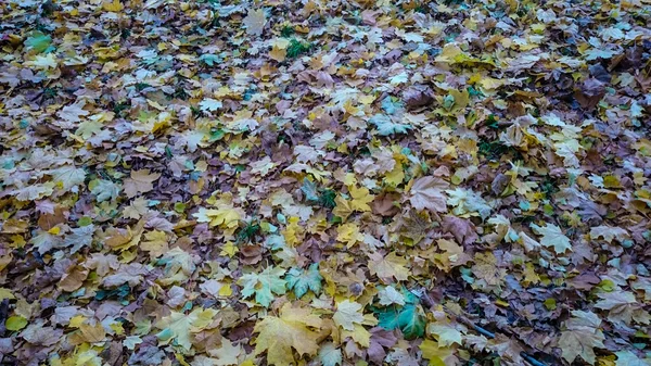 Outono folha de bordo isolado no fundo da natureza — Fotografia de Stock