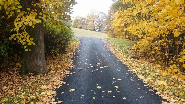 Route dans les bois d'automne avec arbre à feuillage coloré en zone rurale — Photo