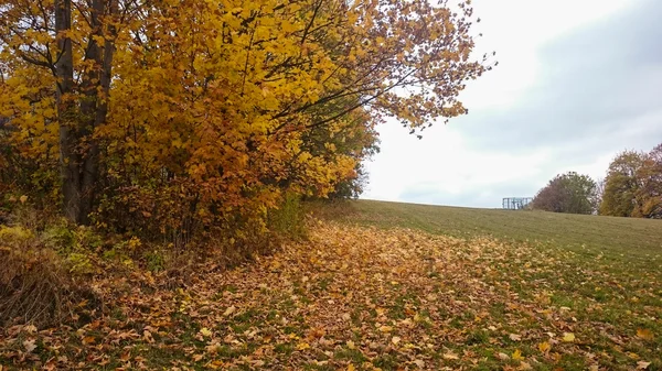 Arbres de forêt d'automne. nature vert bois lumière du soleil milieux. — Photo