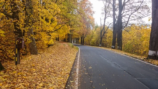 Herbstszene mit Straße im Wald mit buntem Laub — Stockfoto