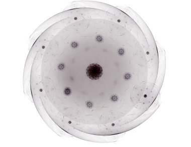 Esnaf altın ışıltılı yıldız tozu daire