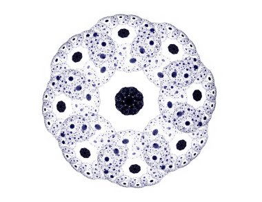 Soyut fraktal desen ve şekiller. Fraktal doku parmak izi.