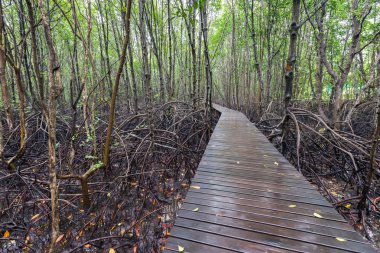 Mangrov orman doğa iz ile