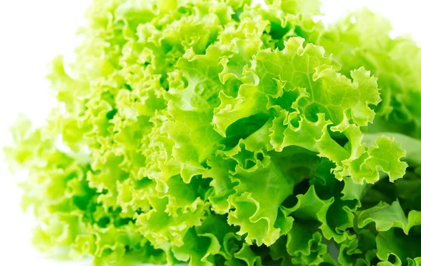 Свіже листя салату, крупним планом . — стокове фото