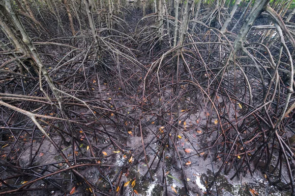 Tayland 'daki Mangrove Ormanı — Stok fotoğraf