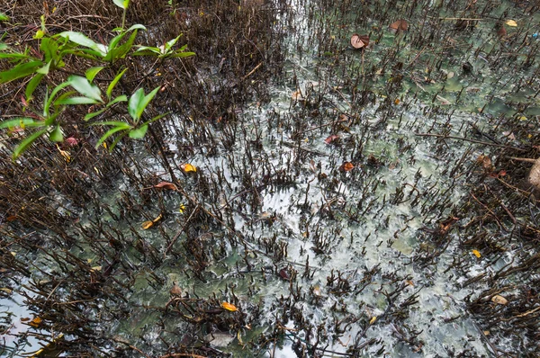 Aguas residuales en el bosque de manglares . — Foto de Stock
